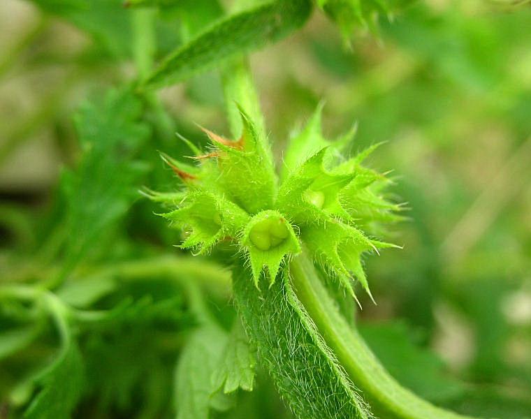 Stachys recta / Stregona gialla